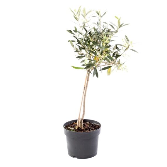 Oliveira De Copa