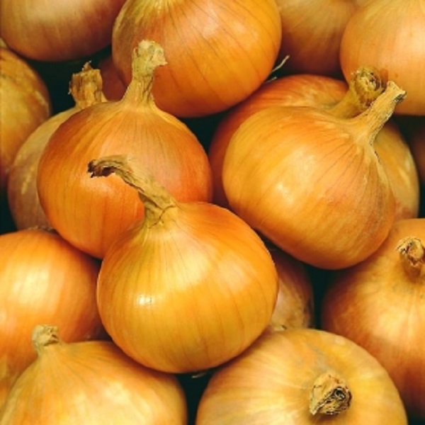 CEBOLANOVAKG